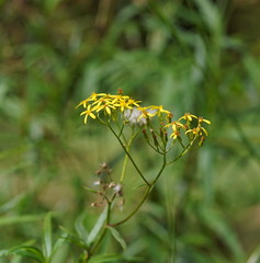 Senecio linearifolius