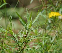 Senecio linearifolius