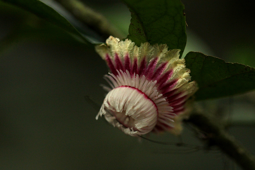 Wallia (Napoleonaea angolensis)