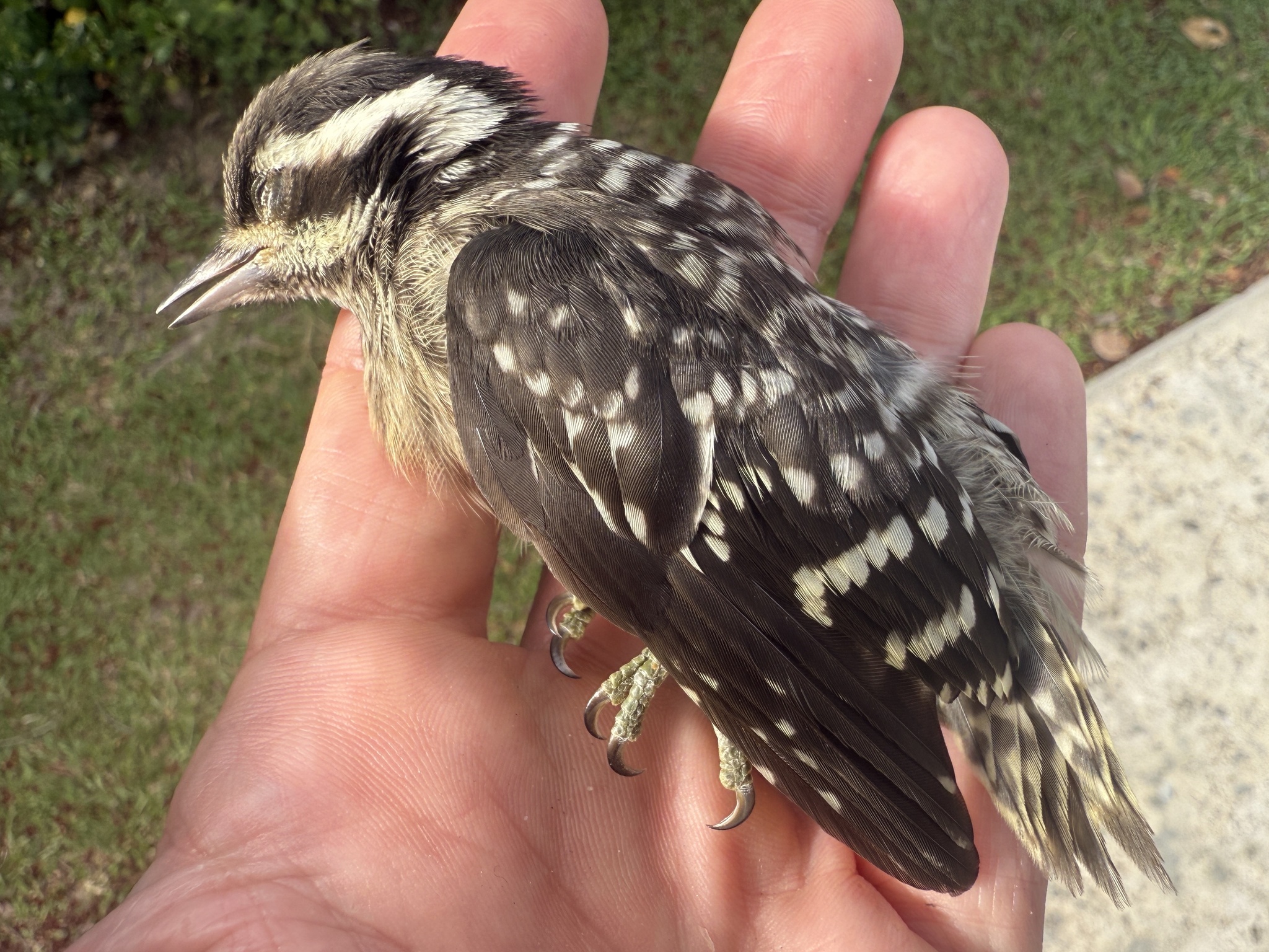 Sunda Pygmy Woodpecker (Yungipicus moluccensis), photo 5