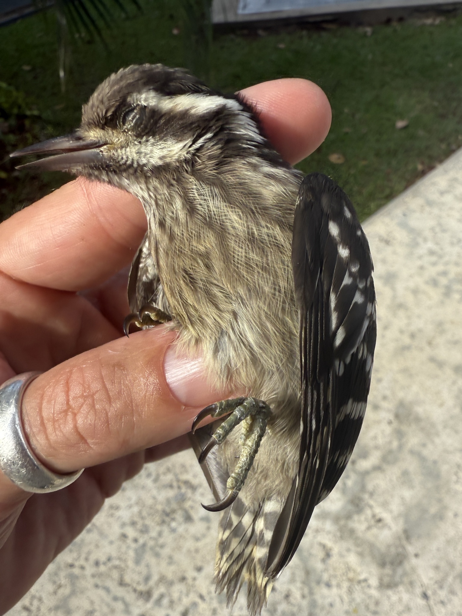 Sunda Pygmy Woodpecker (Yungipicus moluccensis), photo 6