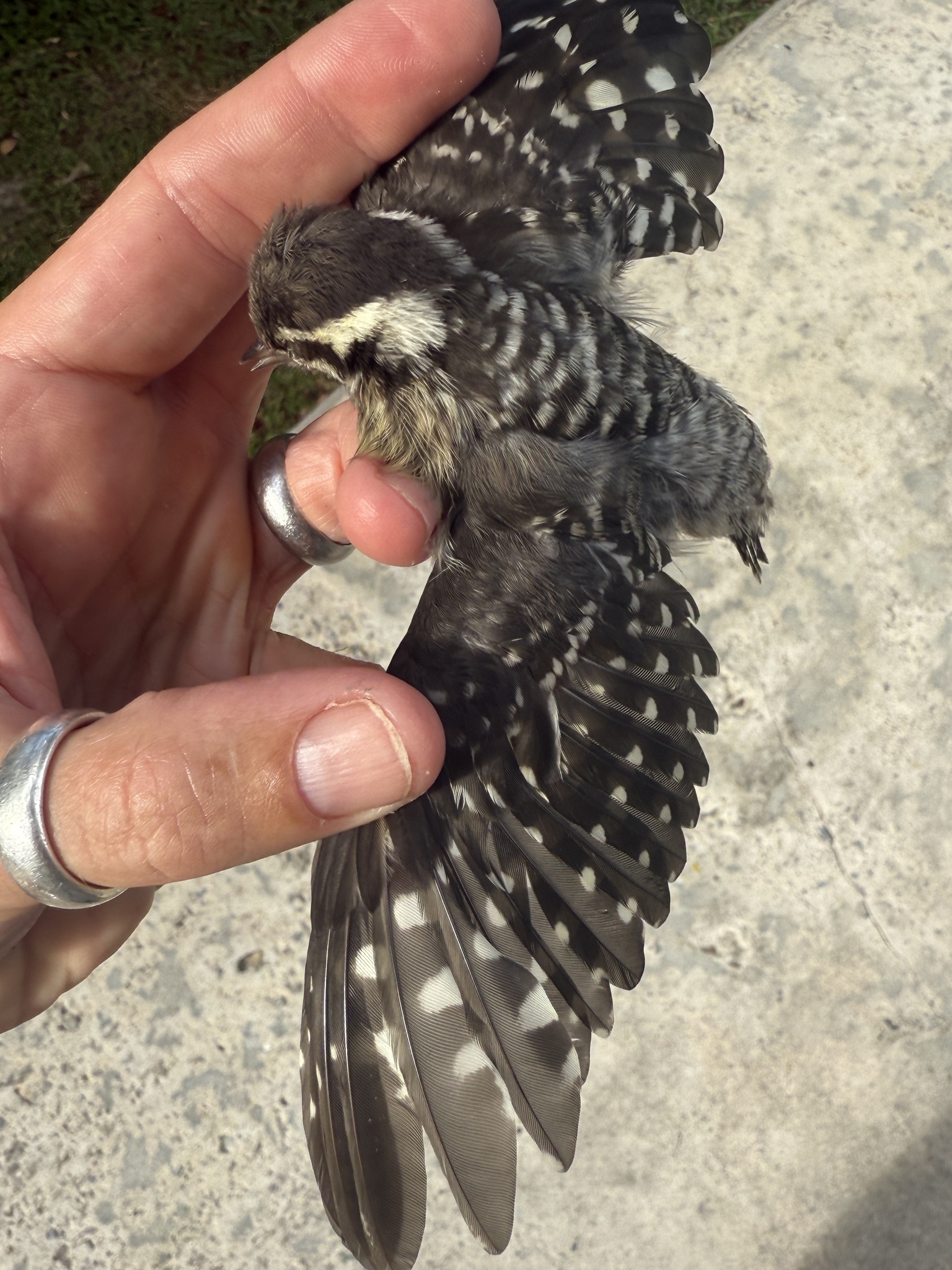 Sunda Pygmy Woodpecker (Yungipicus moluccensis), photo 7