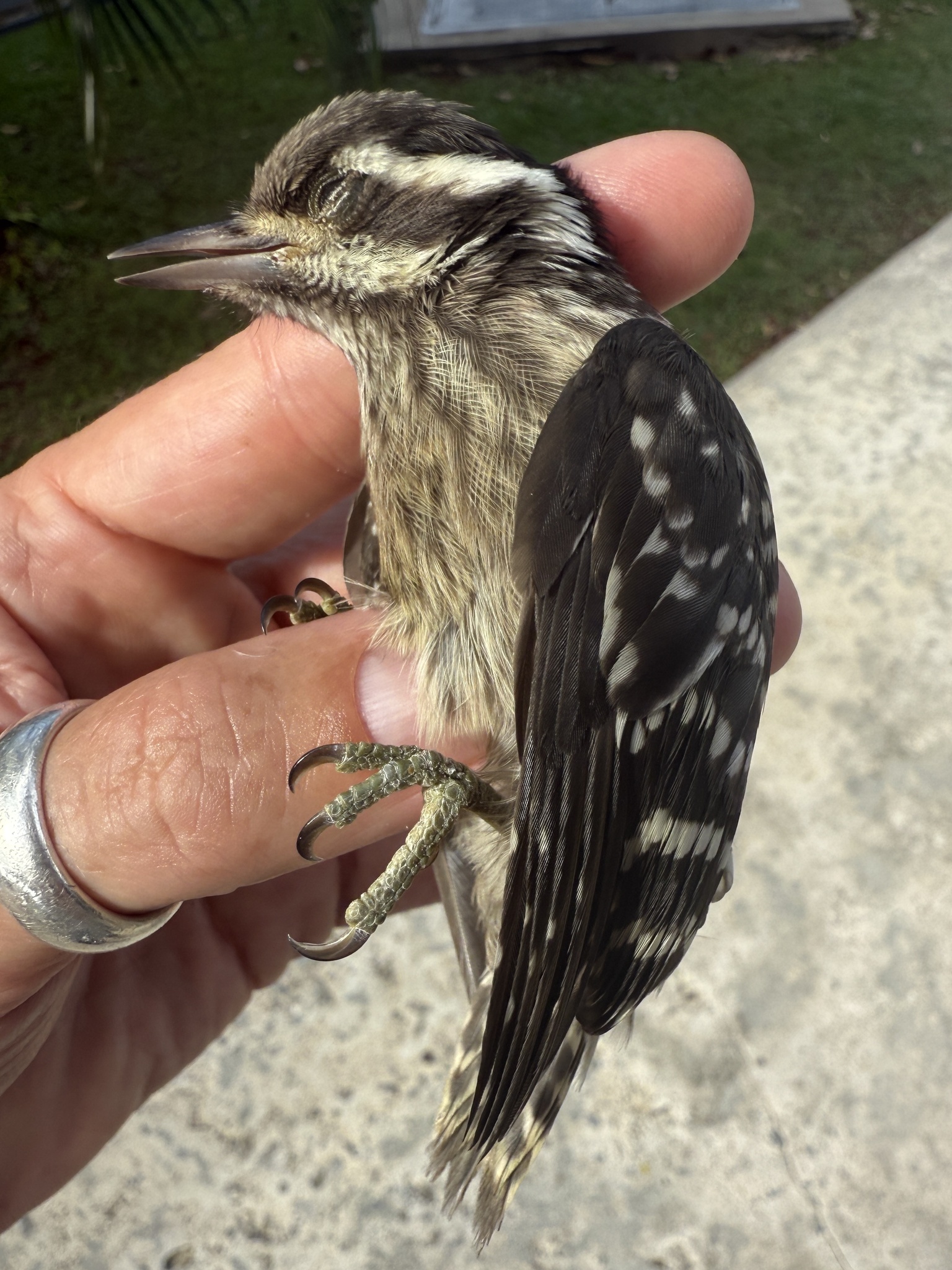 Sunda Pygmy Woodpecker (Yungipicus moluccensis), photo 8