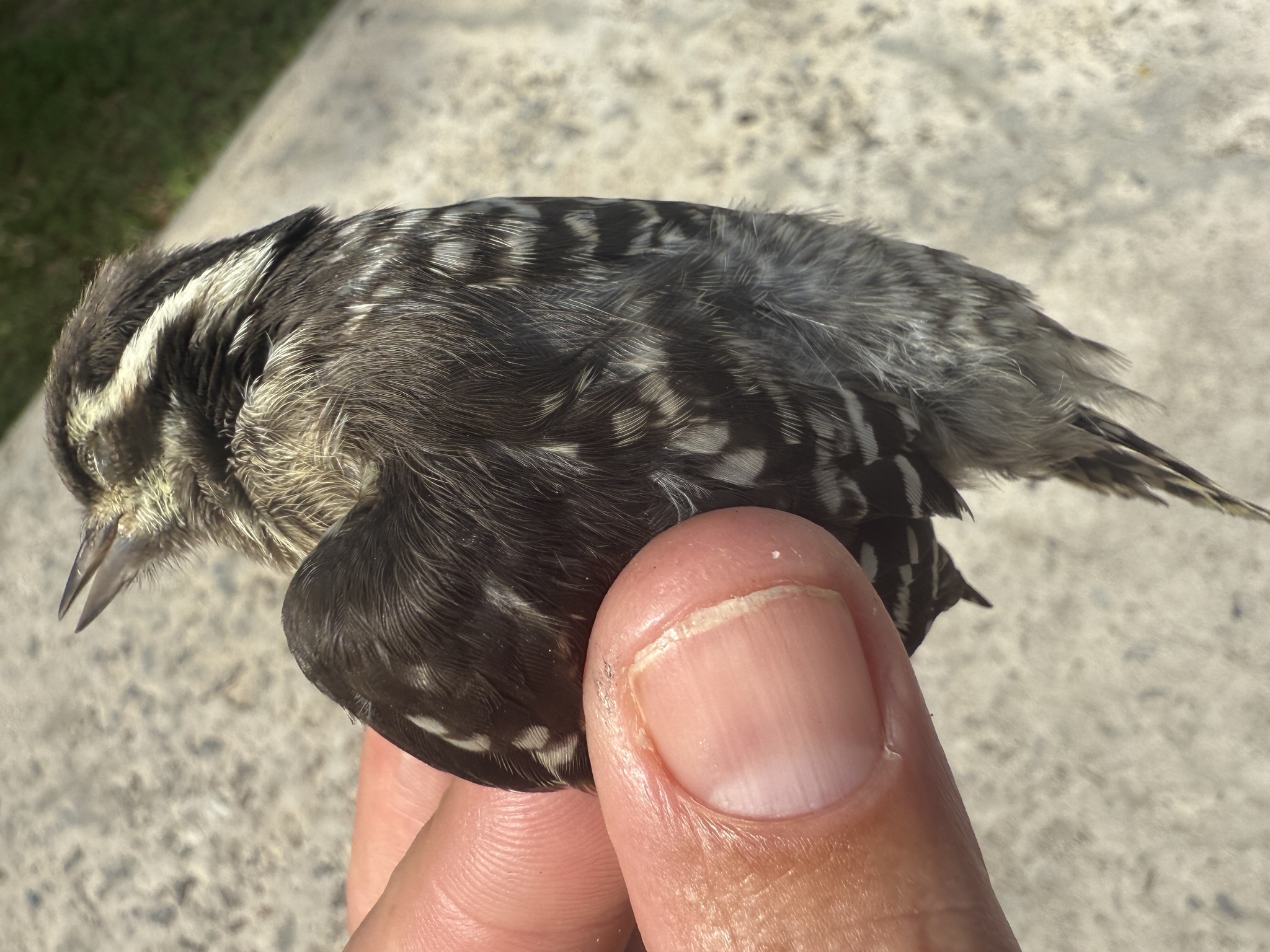Sunda Pygmy Woodpecker (Yungipicus moluccensis), photo 9
