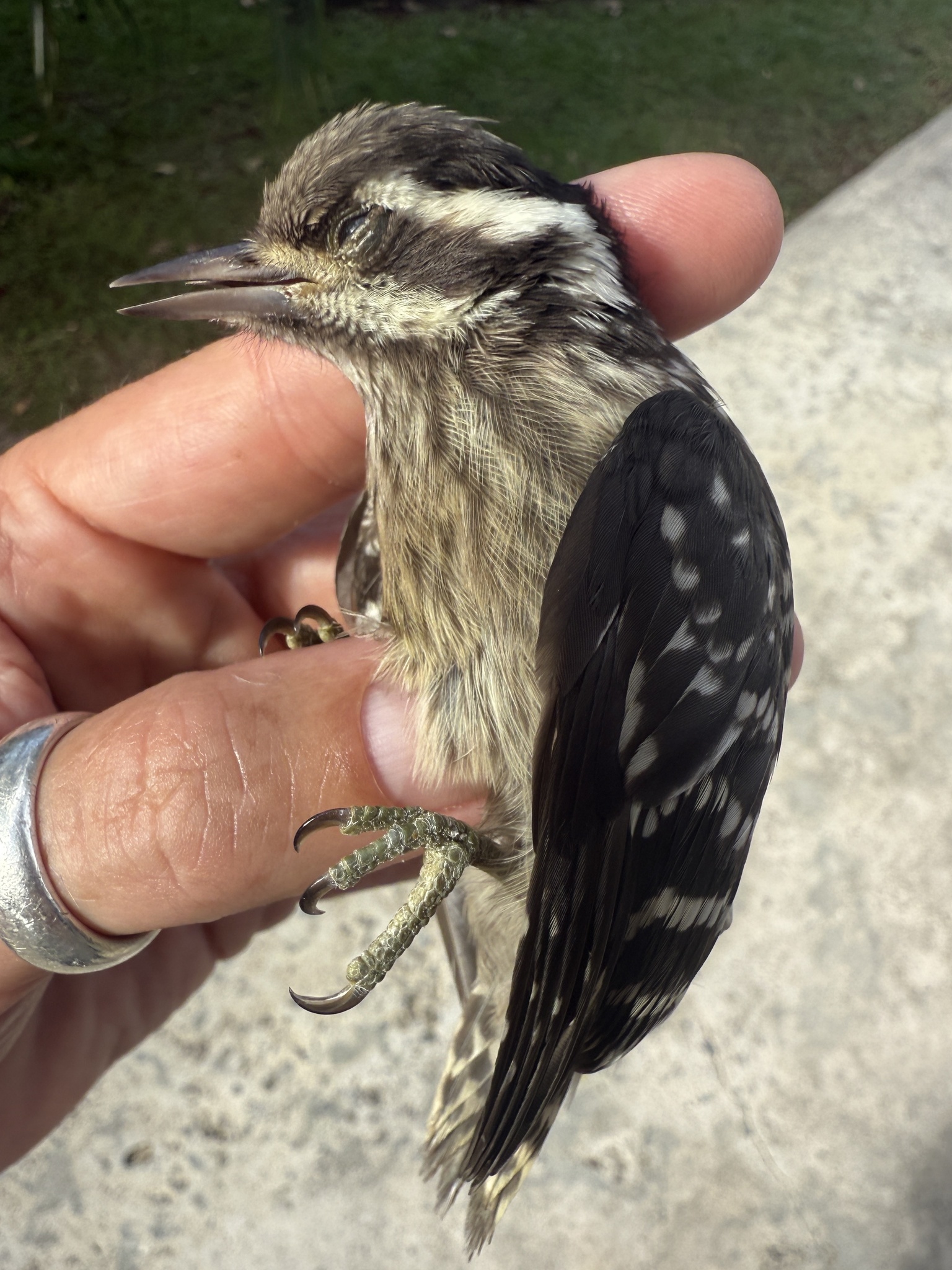 Sunda Pygmy Woodpecker (Yungipicus moluccensis), photo 10