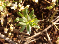 Galium mollugo
