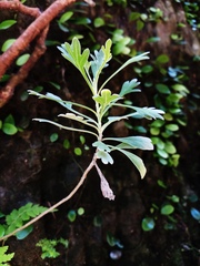 Crossostephium chinense