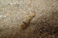Paragomphus capricornis
