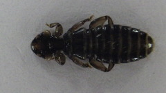 Trinoton anserinum