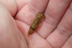 Paragomphus capricornis