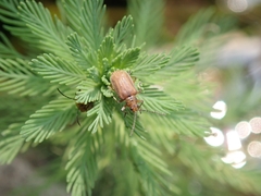 Galerucella grisescens