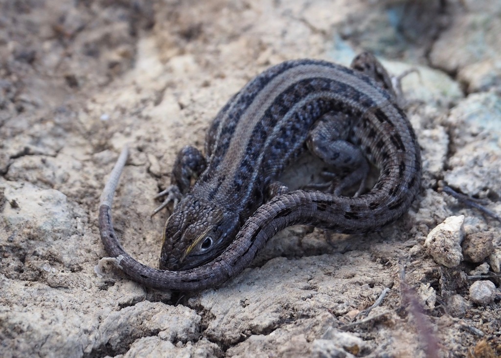 Dark Whorltail Iguana