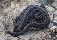 Stenocercus melanopygus