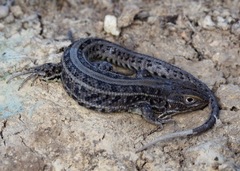 Stenocercus melanopygus