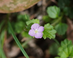 Veronica calycina