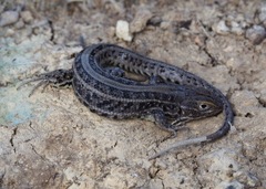 Stenocercus melanopygus