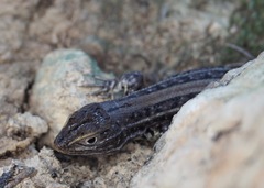 Stenocercus melanopygus