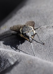 Pangoniinae