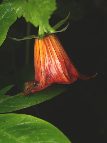 Canarina canariensis, photograph 4