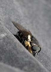 Pangoniinae