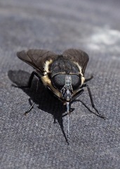 Pangoniinae