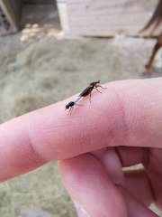 Dilophus antipedalis