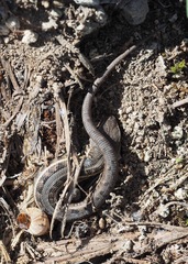 Stenocercus melanopygus