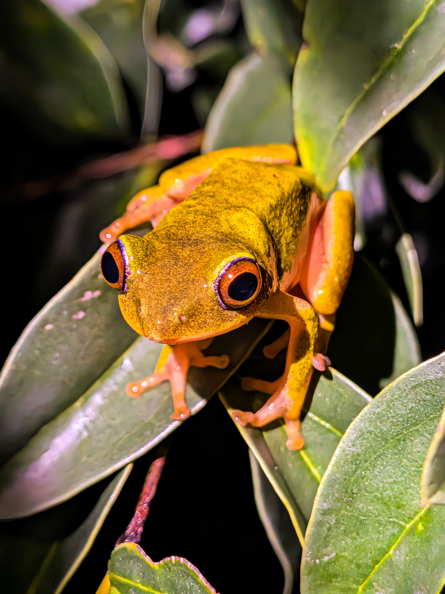 Leptopelis natalensis (Smith, 1849)