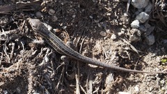 Stenocercus melanopygus