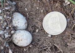 Stenocercus empetrus