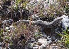 Stenocercus empetrus