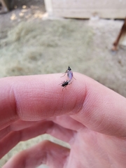 Dilophus antipedalis