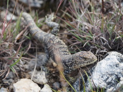Stenocercus empetrus