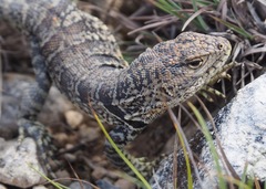 Stenocercus empetrus