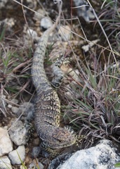 Stenocercus empetrus