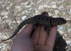 Stenocercus empetrus