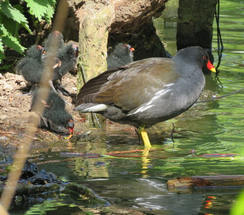 Gallineta común (Gallinula chloropus)
