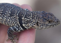 Stenocercus empetrus