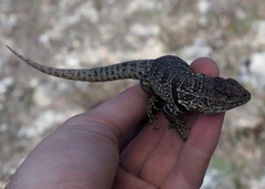 Stenocercus empetrus