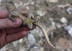 Stenocercus empetrus