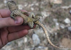 Stenocercus empetrus