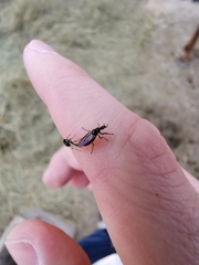 Dilophus antipedalis