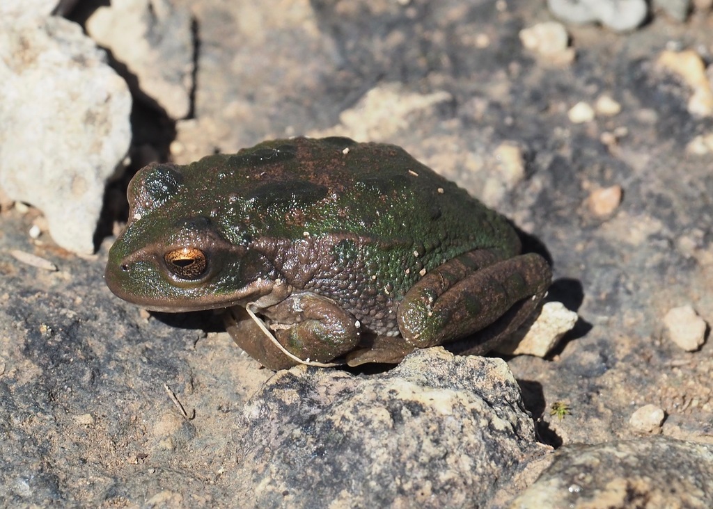 Peru Marsupial Frog