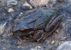 Peru Marsupial Frog photo 2