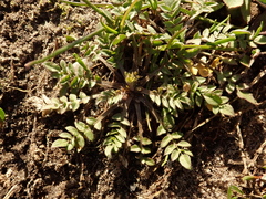 Capsella bursa-pastoris
