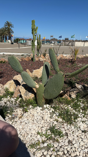 Avistamiento Chumbera (Opuntia ficus-indica)