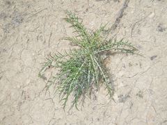 Ptilostemon echinocephalus