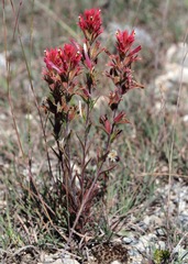 Castilleja peruviana