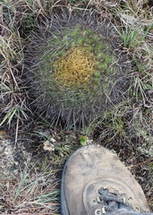 Matucana aurantiaca