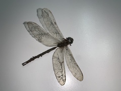 Gynacantha subinterrupta